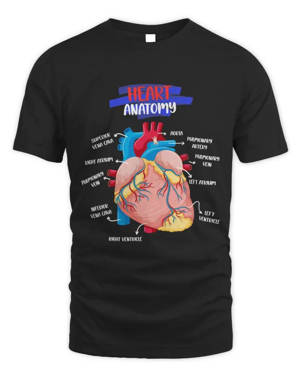 Anatomy Human Heart Anatomical Cardiac Heart Doctor Medical