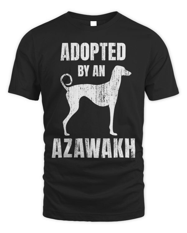 Azawakh Greyhound 43